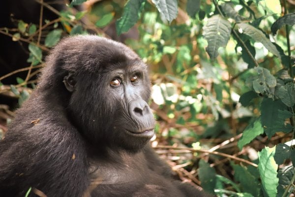 Poznávací zájazd Exkluzívna Afrika: Uganda, Keňa a oddych pri oceáne