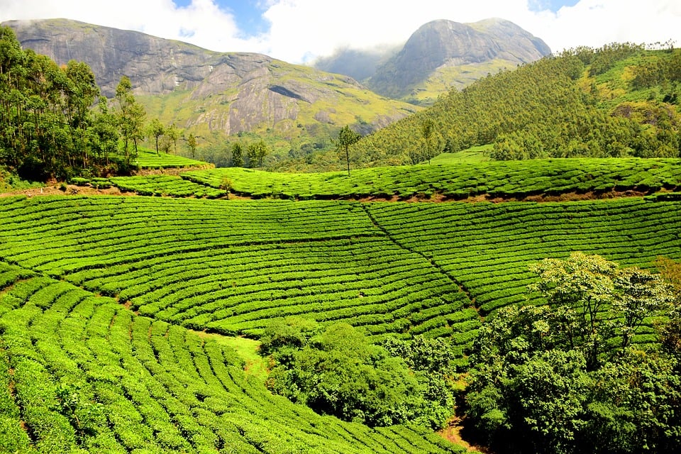 Pestovanie čaju má v Indii dlhú tradíciu, fotografia zachytáva čajové plantáže