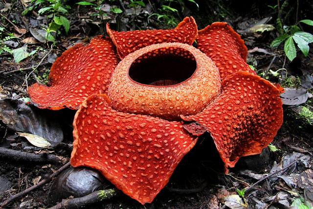 Najväčší kvet na svete – Rafflesia arnoldii