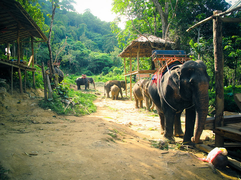 Výlet na slonoch