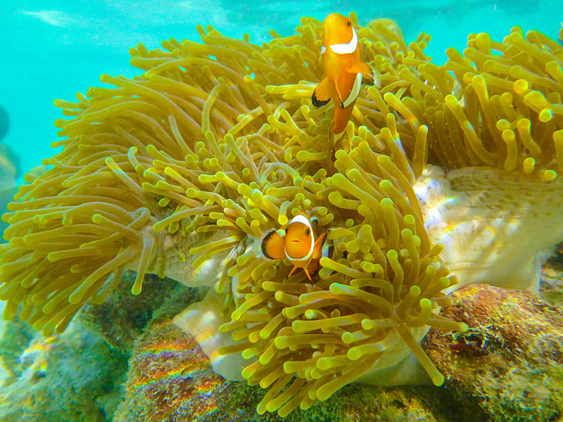 Podmorský svet ostrova Koh Lipe