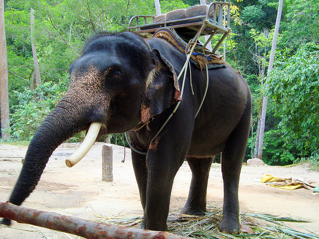 Turistika na slonoch