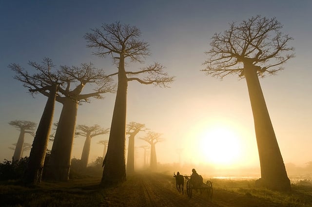 Na Madagaskare rastie 6 druhov baobabov, ktoré sa nikde inde nevyskytujú