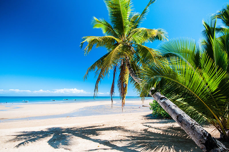 Piesočnatá pláž s tropickým palmami