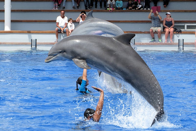 Vystúpenie delfínov v Marinelande