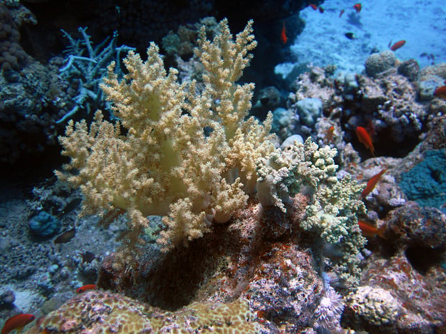 Podmorský svet pri útesoch Samadai