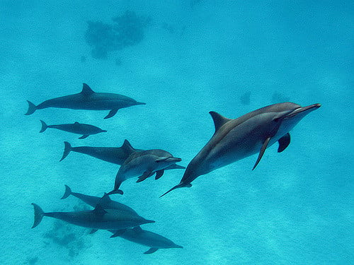 Delfíny pri útesoch Sataya