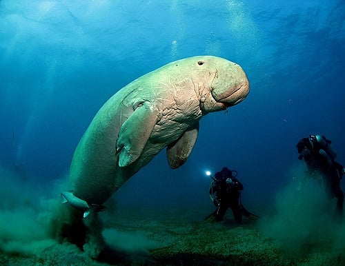 Vzácny dugong morský v Abu Dabbab
