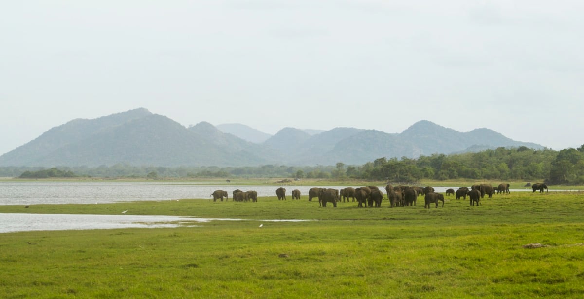 slony v národnom parku minneriya 