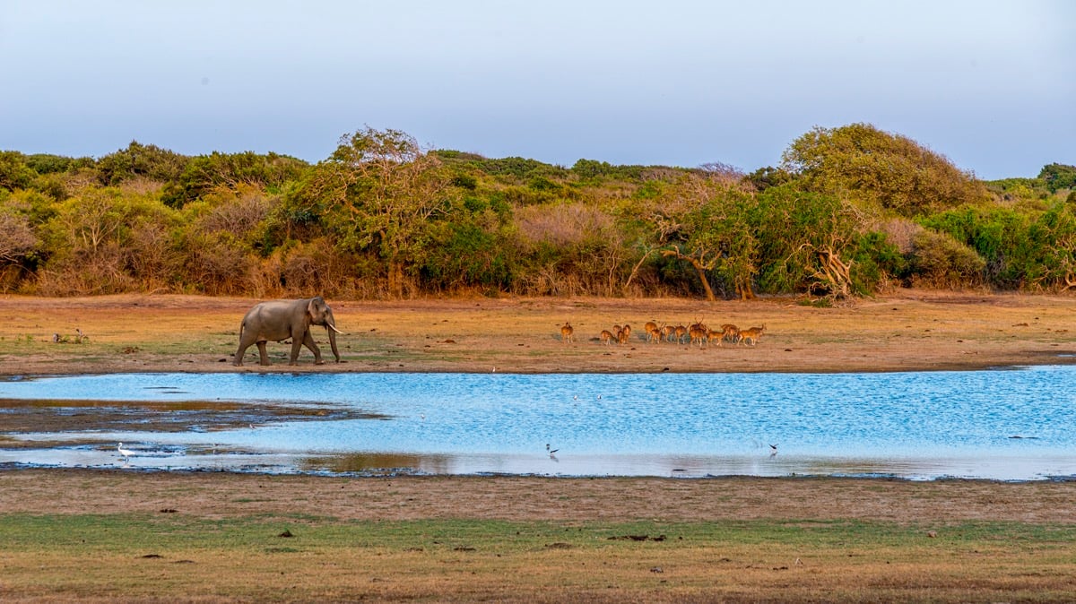 safari národný park yala srí lanka