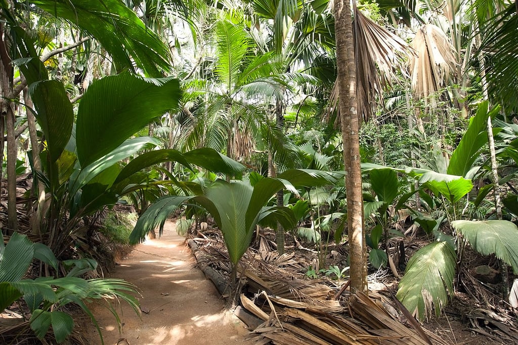 Vegetácia uprostred Národného parku Vallée de Mai