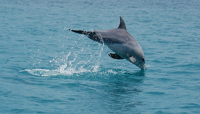 Pozorovanie delfínov počas plavby 